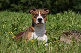 AMSTAFF ADULT 457